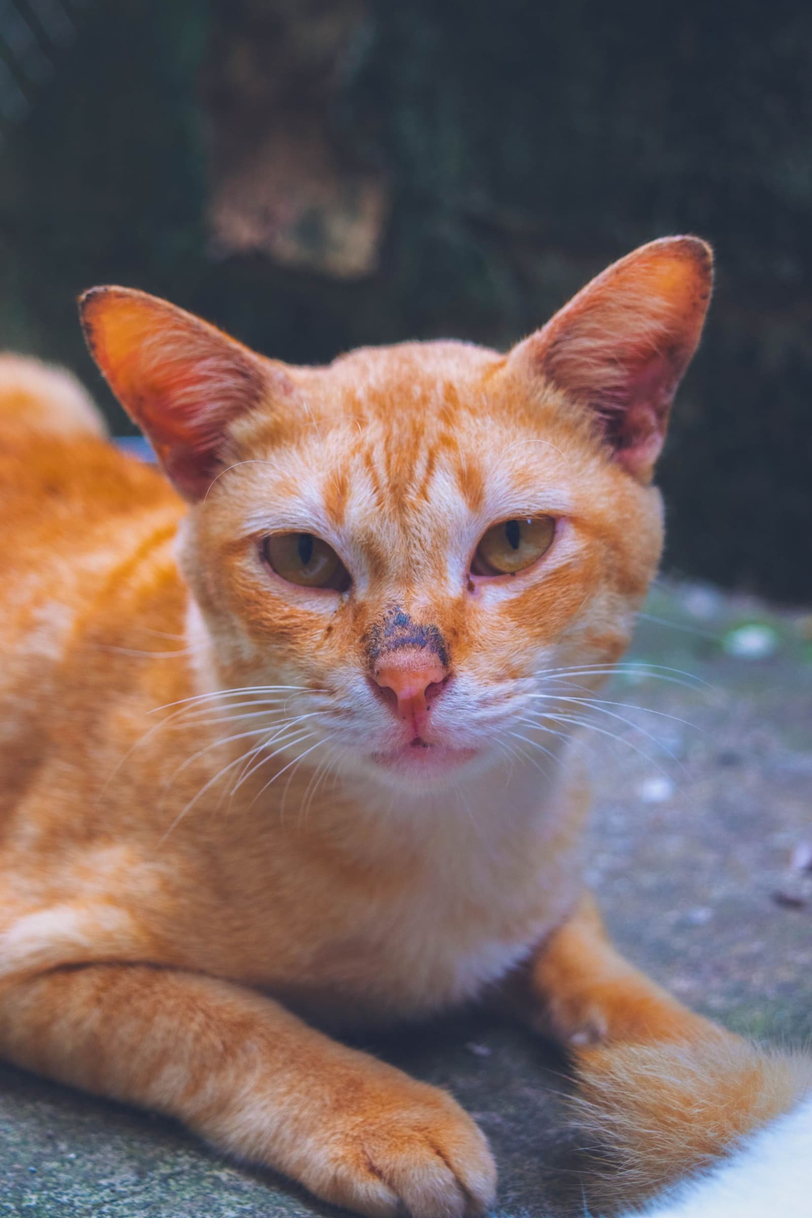A ginger cat lying on a pavement, looking into the camera