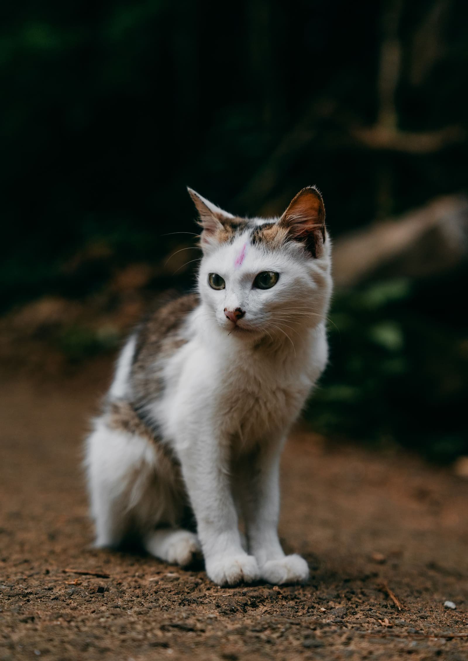 A white and grey cat sitting on a forest path in Kerala