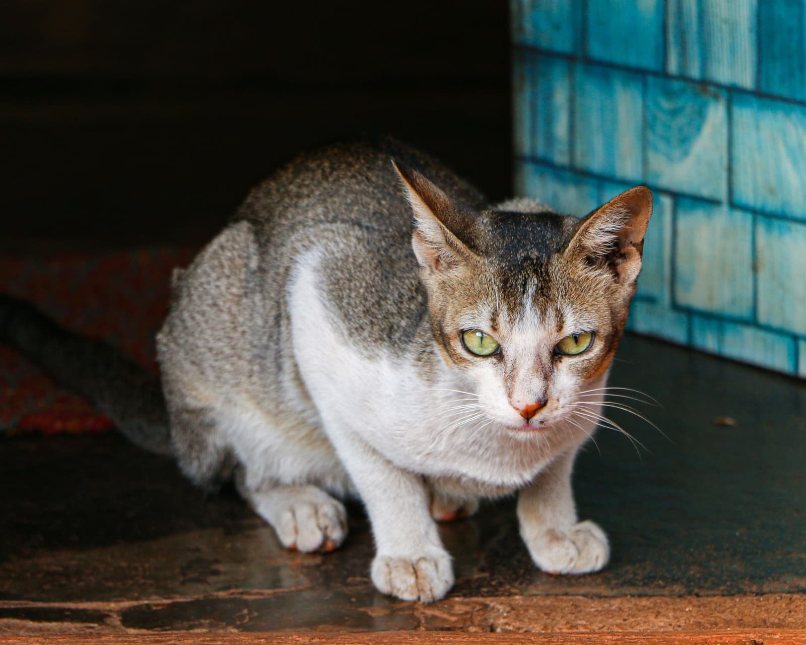 A grey and white street cat with green eyes, crouched by a blue-tiled wall