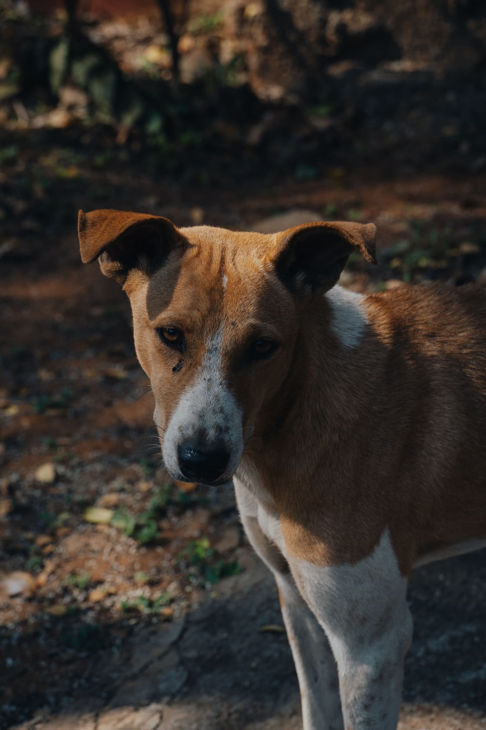 A brown and white Indian street dog looking into the camera