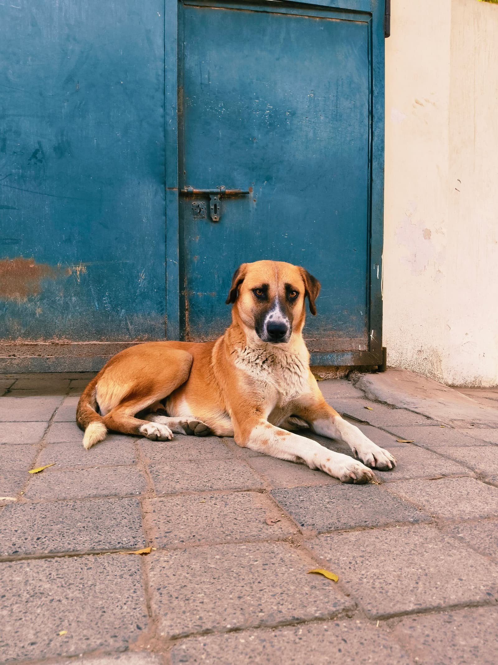 A street dog resting on a pavement in front of a blue door
